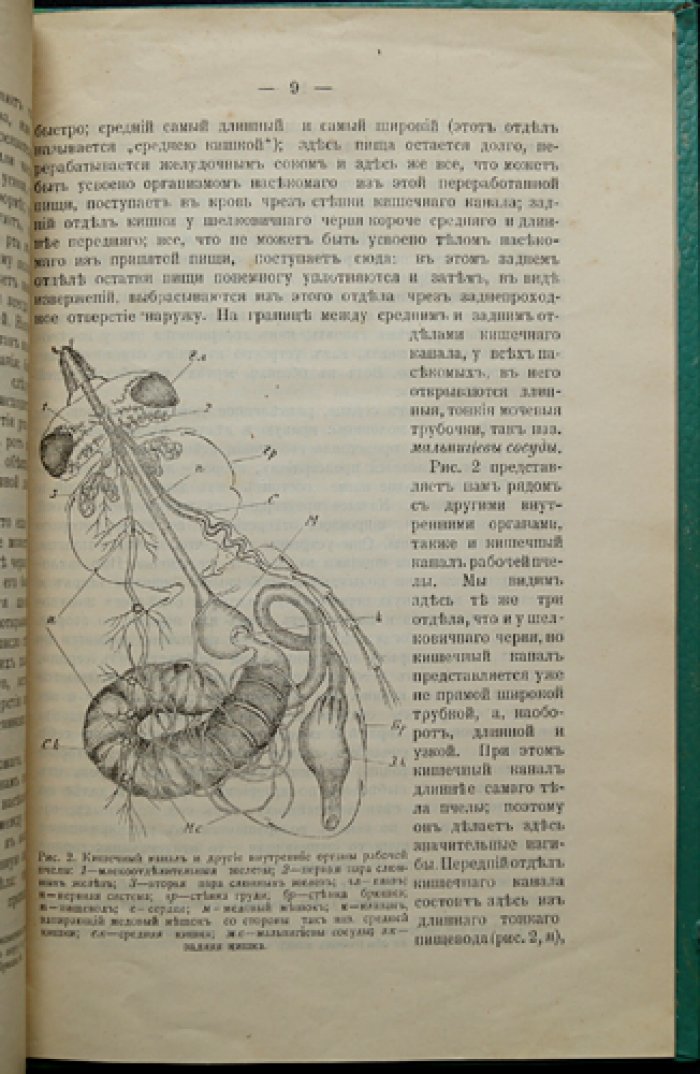 Естественная история пчелы: очерк лекций о строении, жизни и разведении пчёл (с рисунками)
