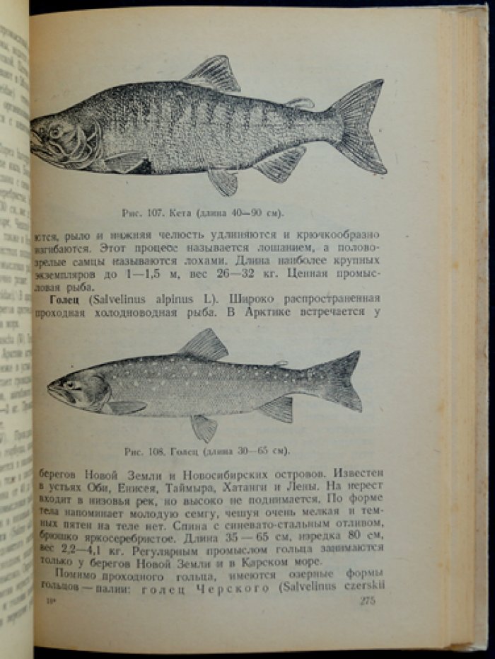 Справочная книжка полярника: океанография, климат, животный мир и население Арктики