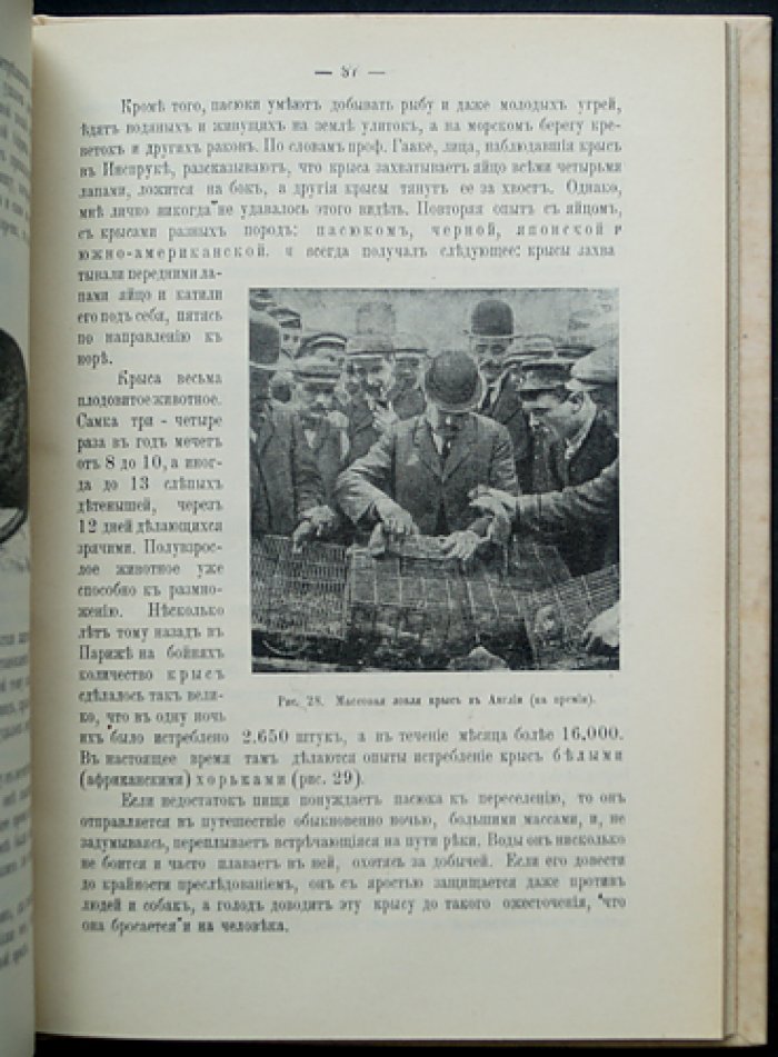 Враги птицеводства и борьба с ними. Вредители птицеводства из царства животного и растительного (по личному опыту и наблюдениям)