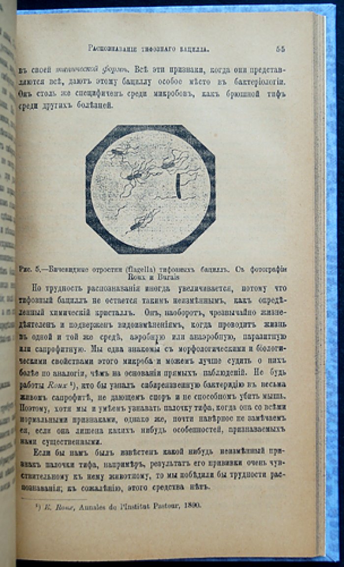 Шантмесс, А. Проф. Брюшной тиф: бактериология и противотифозная профилактика