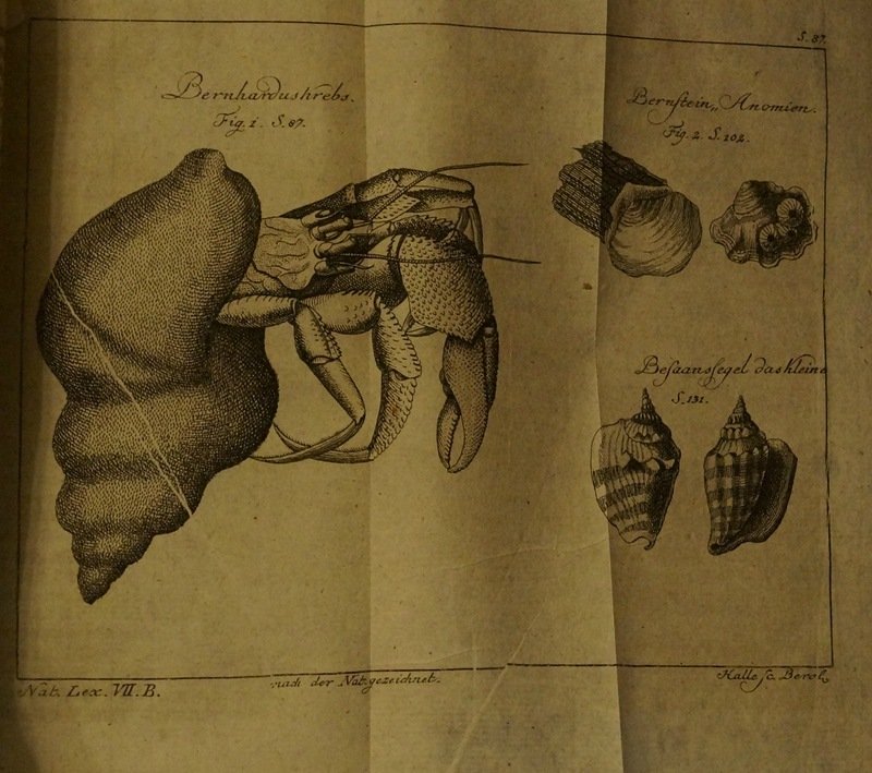 Общая история природы в алфавитном порядке. Том VII (немецкое издание 1787 года)