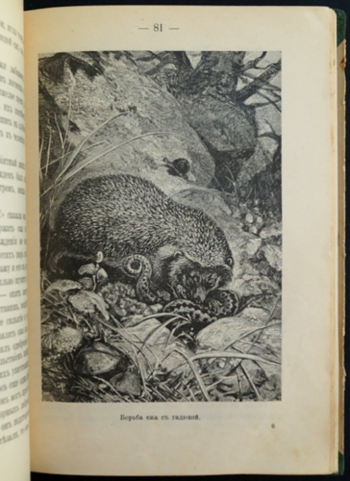 Чеглок. Родная природа. Птицы, звери и гады России. Выпуск 1 (16 рассказов из жизни животных)
