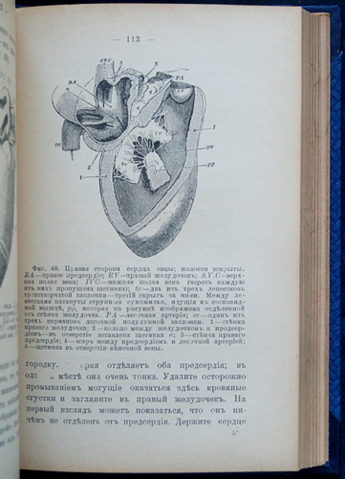 Физиология для начинающих. Учебное руководство по основам физиологии (пер. с англ.)