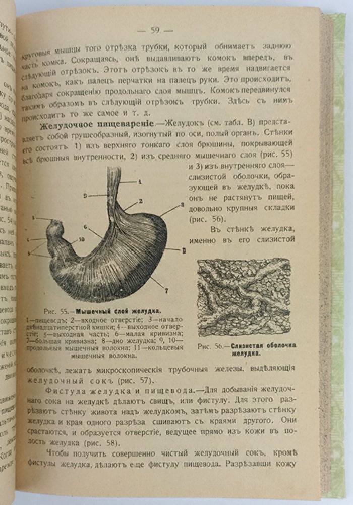Начальный курс гигиены. Часть I (единственная) — с 121 рисунком в тексте
