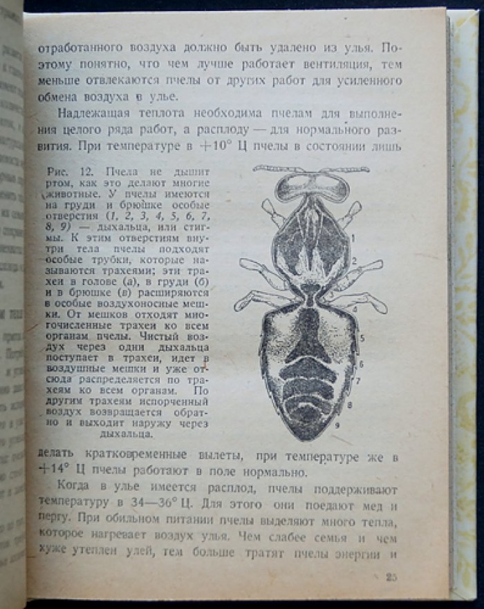 Начальные сведения по пчеловодству. Практическое руководство для начинающих (библиотека колхозника и рабочего совхоза)