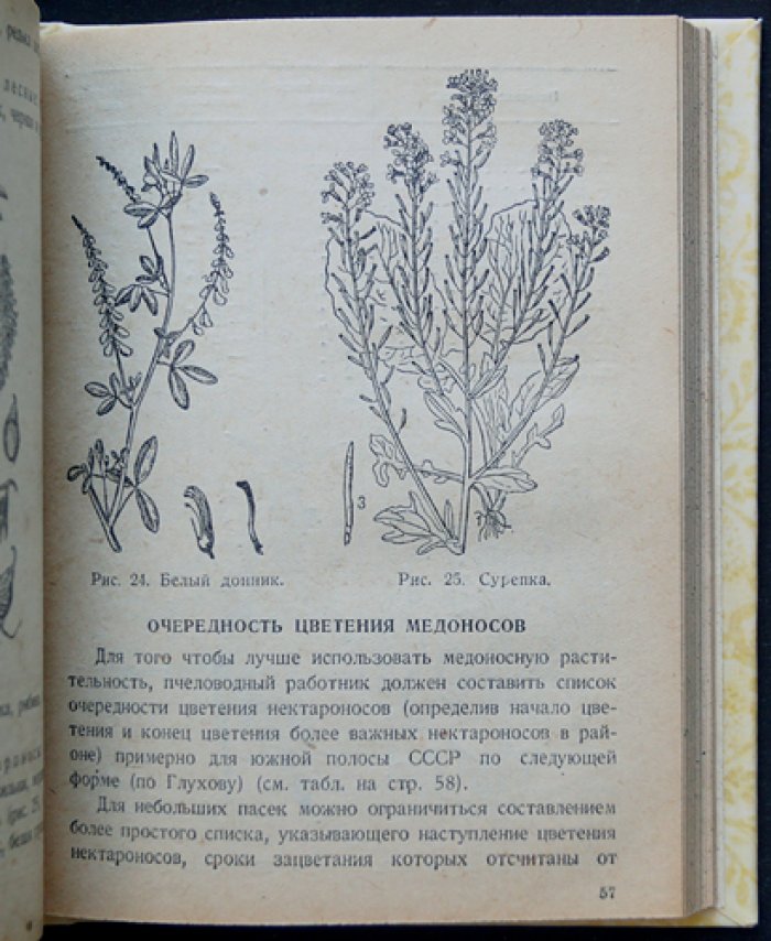 Начальные сведения по пчеловодству. Практическое руководство для начинающих (библиотека колхозника и рабочего совхоза)
