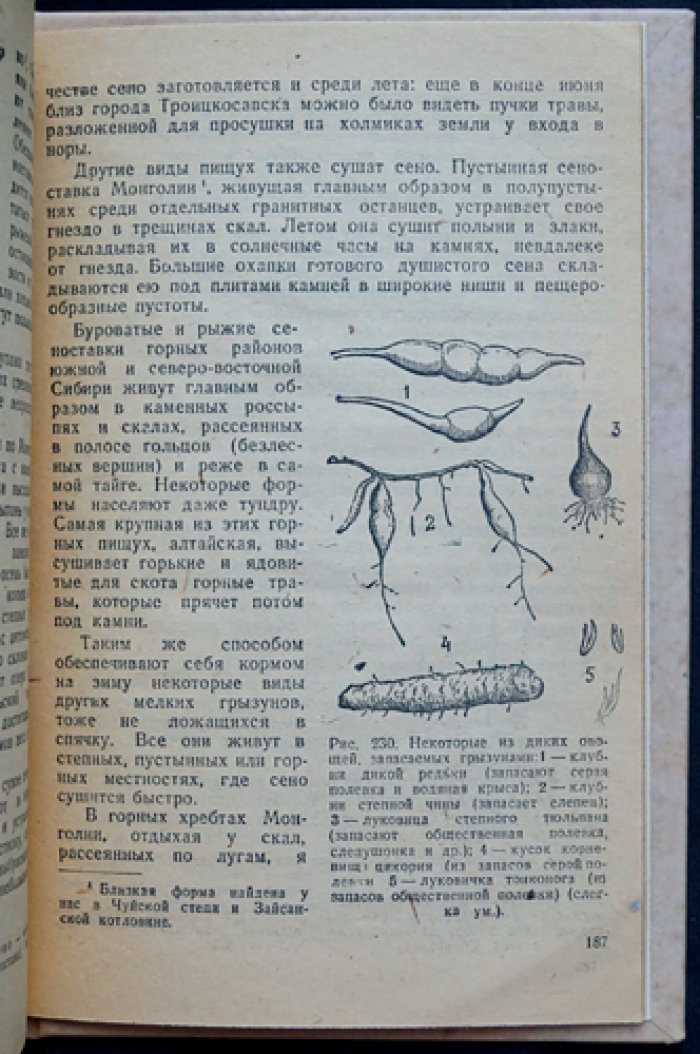 Спутник следопыта. Путеводитель по следам лесных и степных зверей