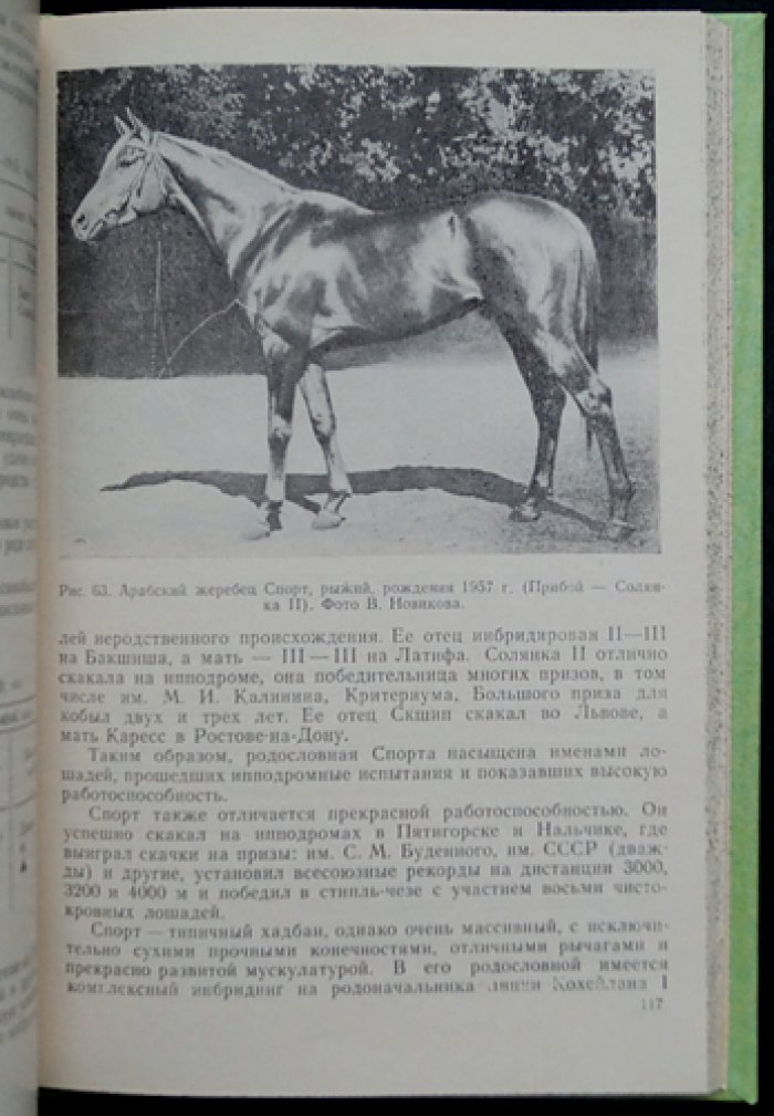 Арабская лошадь в СССР: дополнения к Государственной племенной книге чистокровных арабских лошадей
