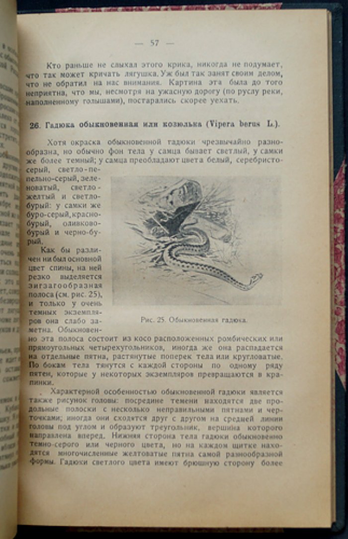 Проф. Враги пчёл: животные против пчеловодства (с рисунками и таблицами)