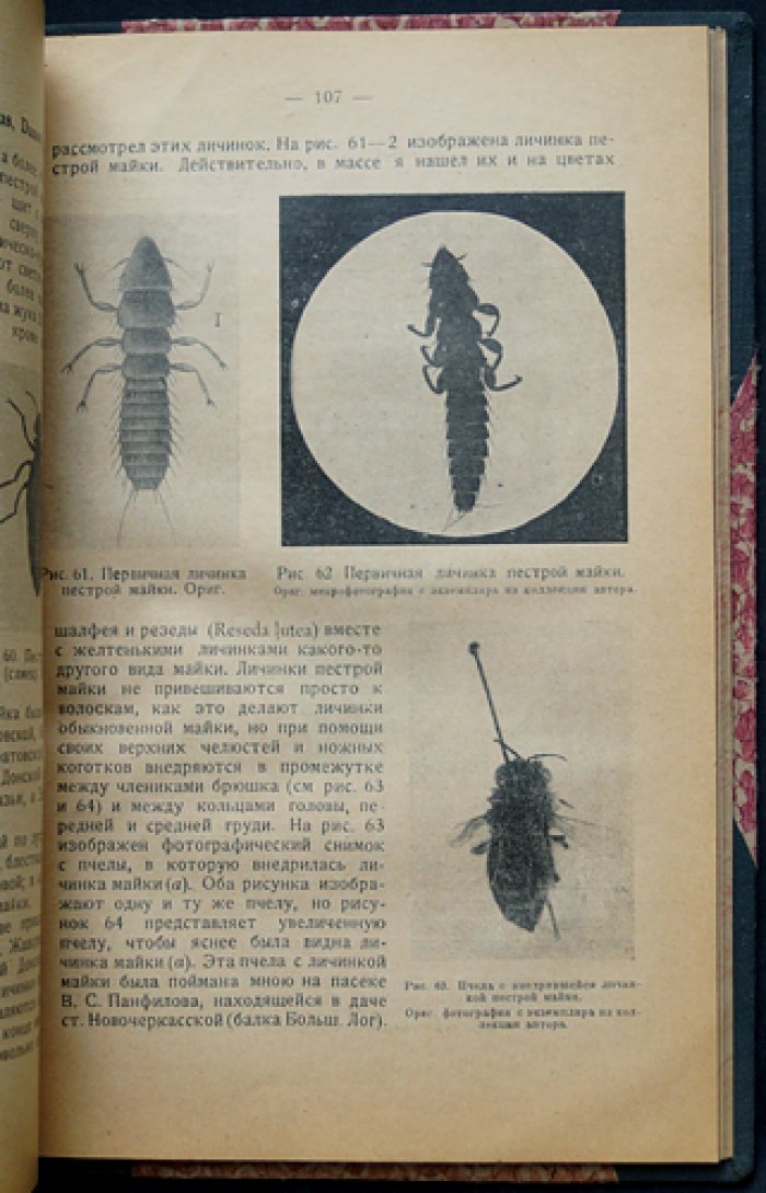 Проф. Враги пчёл: животные против пчеловодства (с рисунками и таблицами)