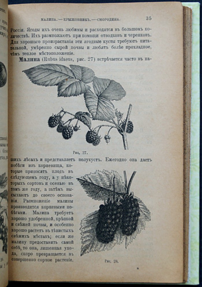 Плодовая школа и плодовый сад. Руководство по культуре плодовых деревьев для южной половины России (изд. пятое, исправленное и дополненное)
