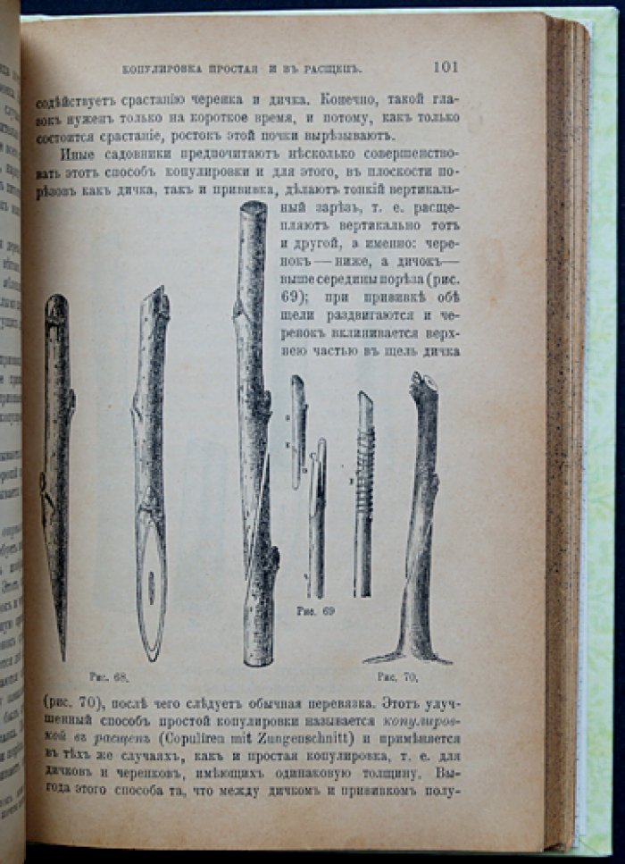 Плодовая школа и плодовый сад. Руководство по культуре плодовых деревьев для южной половины России (изд. пятое, исправленное и дополненное)