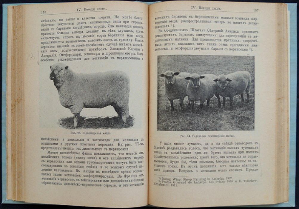 Овцеводство: учебник частного животноводства и скотоврачевания (с рисунками и цветными таблицами)