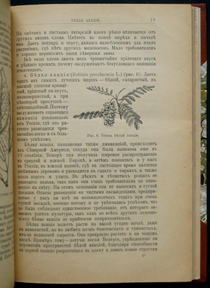 Важнейшие медоносные растения и способы их разведения (описания, медопродуктивность и условия выращивания)