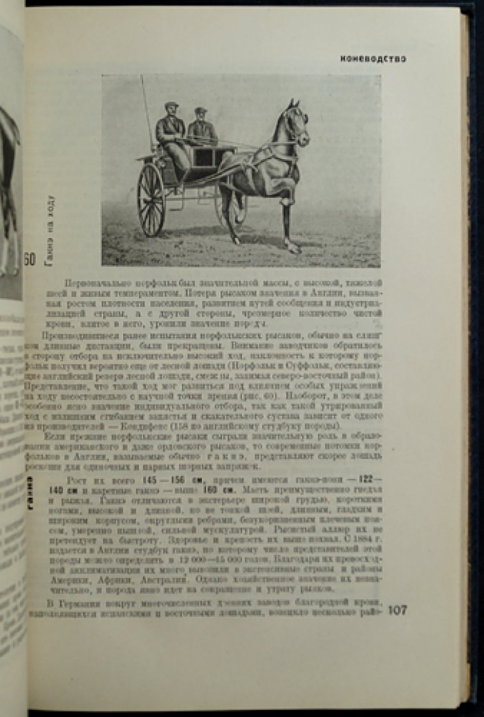 Книга о лошади. Том I: породы, назначение и организация конного дела для армии