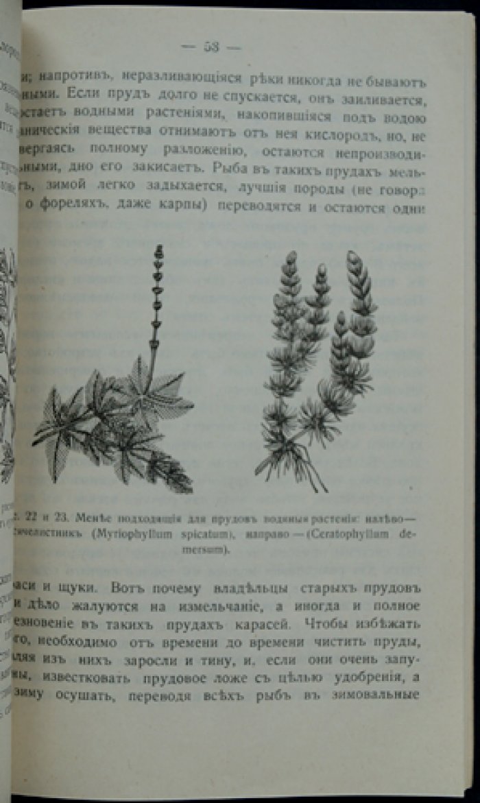 Прудовое хозяйство и рыбоводство в прудах и озёрах (изд. 4-е, дополненное)