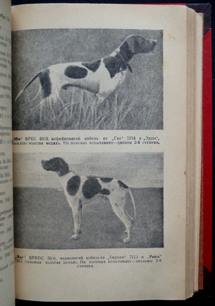 Всесоюзная родословная книга охотничьих собак: 2 тома (издание 1954–1956 гг.)
