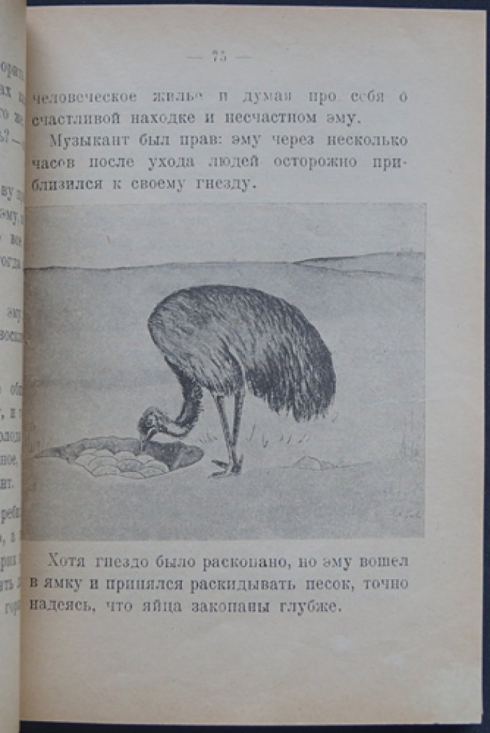 Чеглок. По Австралии: рассказы из жизни птиц