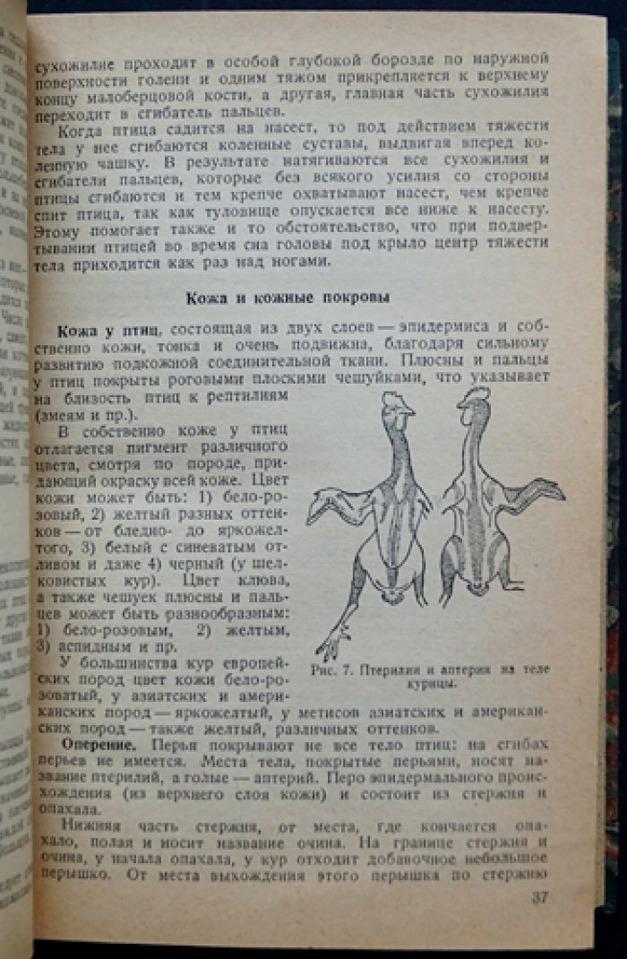 Птицеводство: основы разведения, кормления, содержания и инкубации сельскохозяйственной птицы