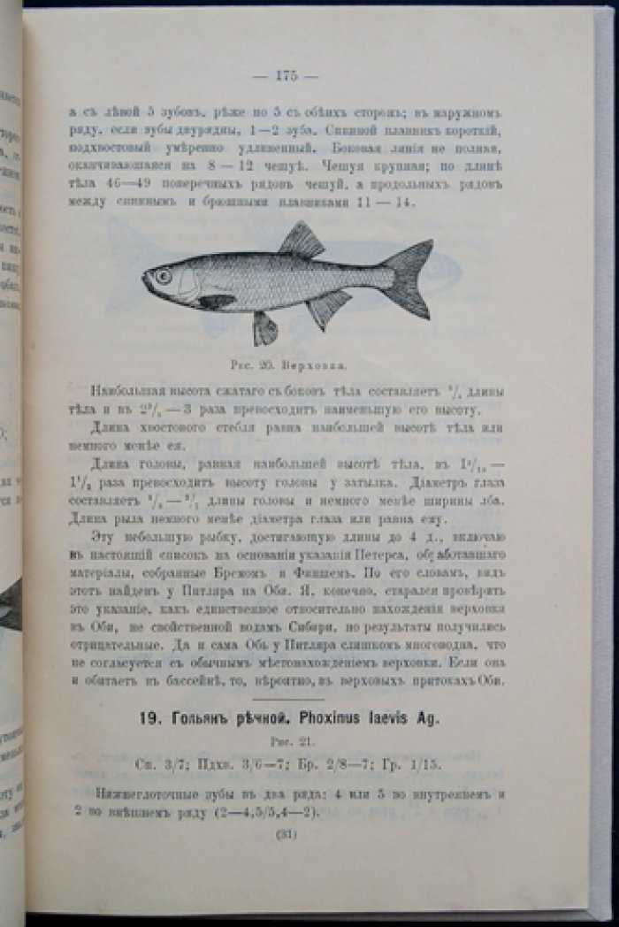 Рыболовство в бассейне реки Оби. Часть II: рыбы бассейна р. Оби