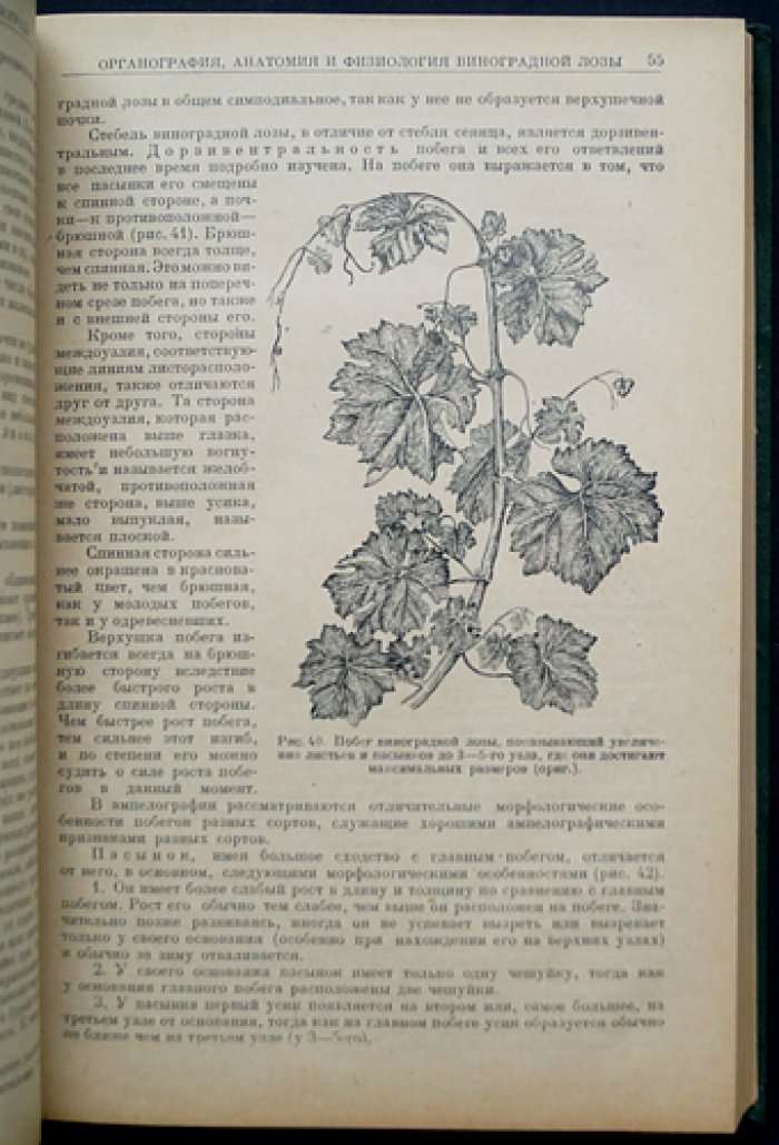 Виноградарство (научные основы и культура винограда)