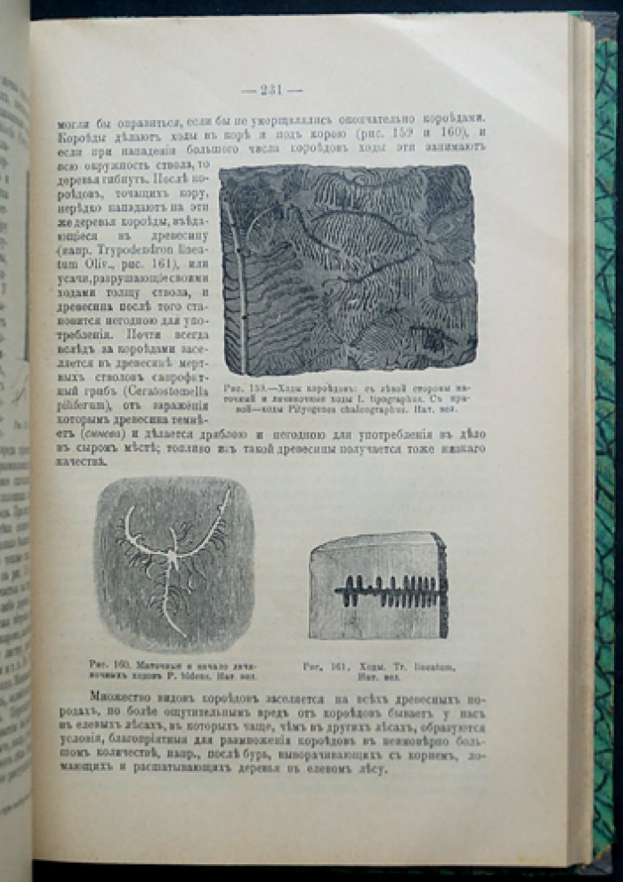 Лесоводство: практическое руководство по лесовозращению и лесной таксации (5-е издание, с рисунками и таблицами)