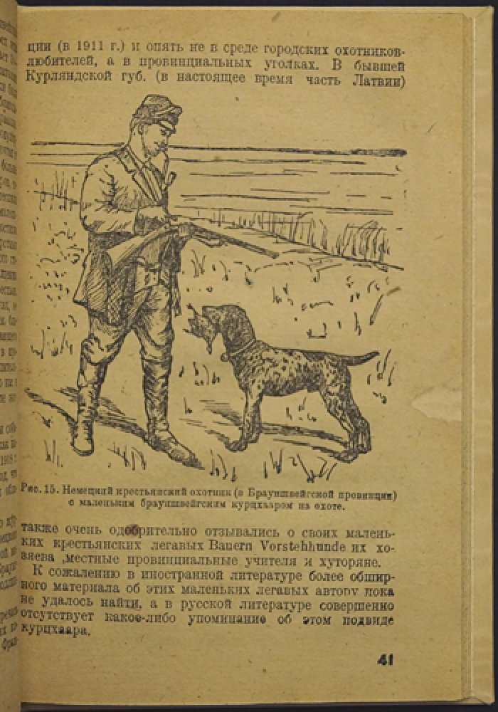 Немецкие легавые собаки: происхождение, типы, охота, дрессировка и натаска (с рисунками)