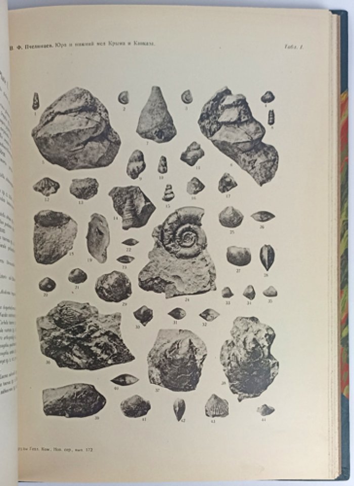 Фауна юры и нижнего мела Крыма и Кавказа: монография В.Ф. Пчелинцева (Труды Геологического комитета, Новая серия, вып. 172)