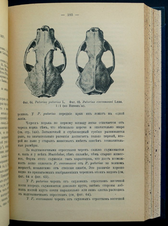 Млекопитающие Кавказского края. Собрание трудов (двухтомник и приложения: обзор исследований и первое дополнение)