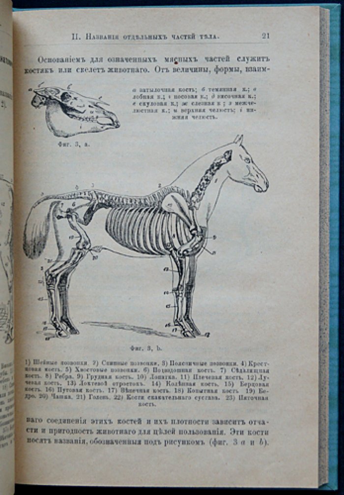 Коневодство. Учебное руководство по коннозаводской практике (3-е, дополненное и исправленное издание, 1896)