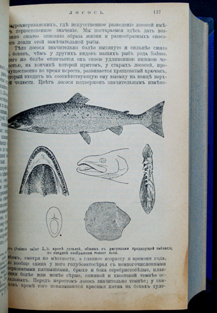 Рыбы России. Жизнь и ловля (уженье) пресноводных рыб (3-е издание, 1911)