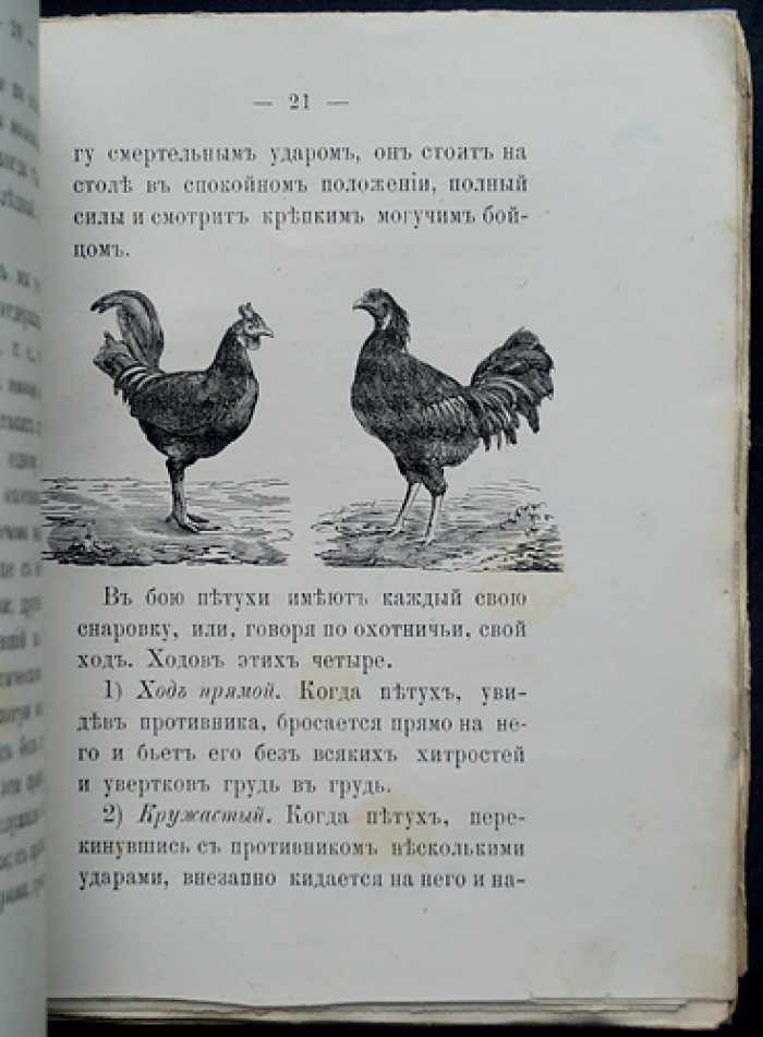 О петушиных боях в Москве: охота, ставки и нравы XIX века