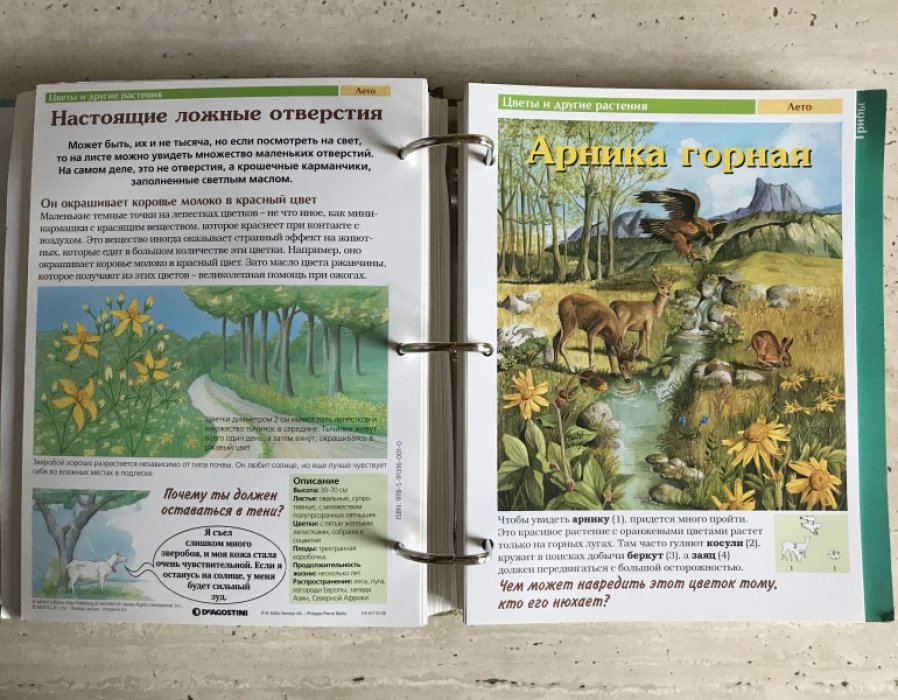 Тайны леса.