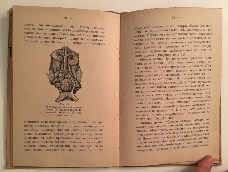 Галкин М.А. Практический скотолечебник.