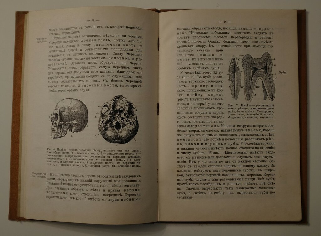 Капелькин В. Краткий учебник природоведению. Часть III. Строение человеческого тела.
