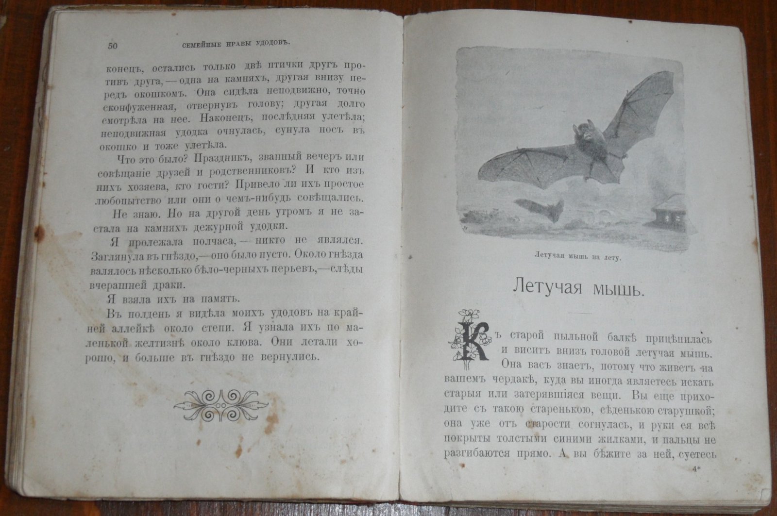 Каракаш Н. Наши друзья и враги. Зоологические рассказы для детей Надежды Каракаш с 37-ю рисунками в тексте.