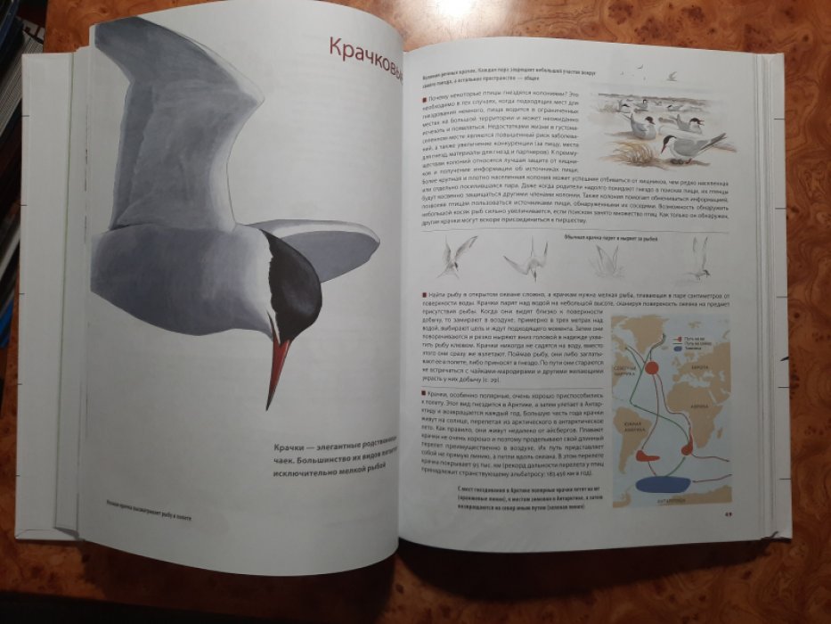 Сибли Д.А. Каково быть птицей: о полетах и гнездовании, кормлении и пении. Как и чем живут самые известные птицы на Земле.