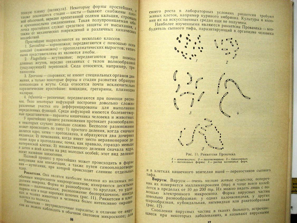 Кашкин П. Микробиология.