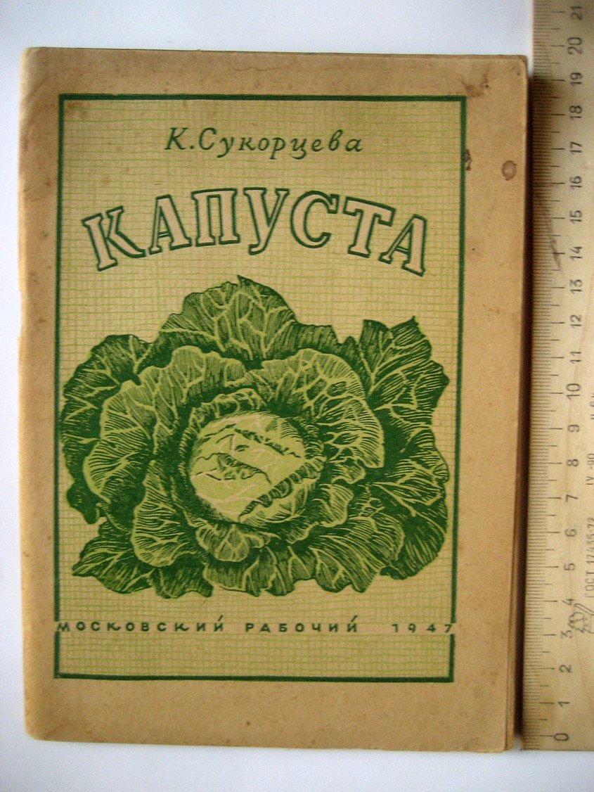 Сукорцева К. Капуста.