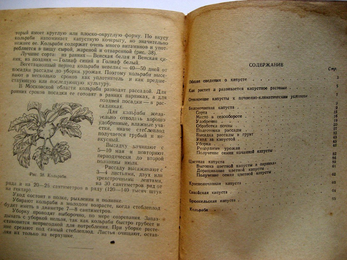 Сукорцева К. Капуста.