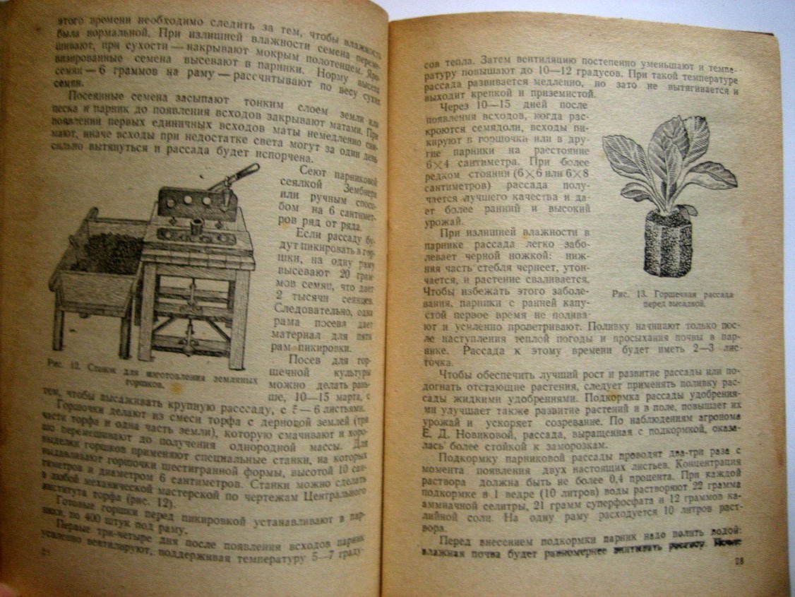 Сукорцева К. Капуста.