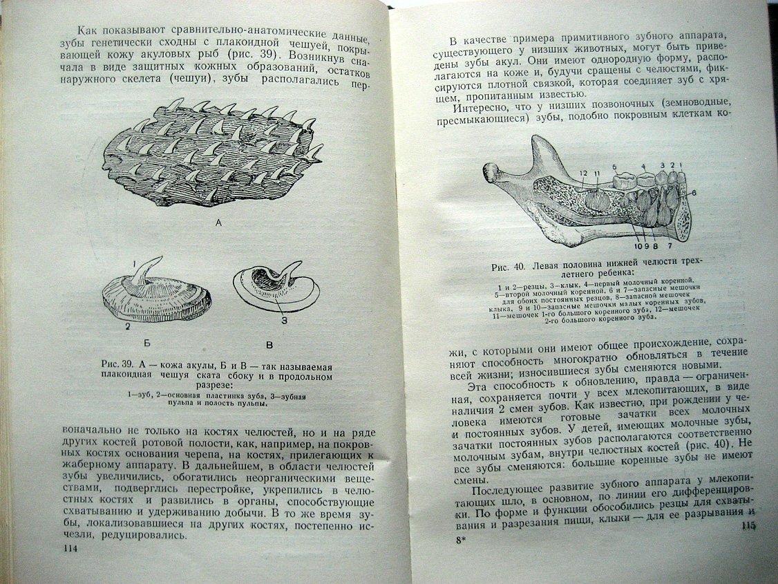 Ковешникова А., Клебанова Е., Яковлева Е. Очерки по функциональной анатомии человека.
