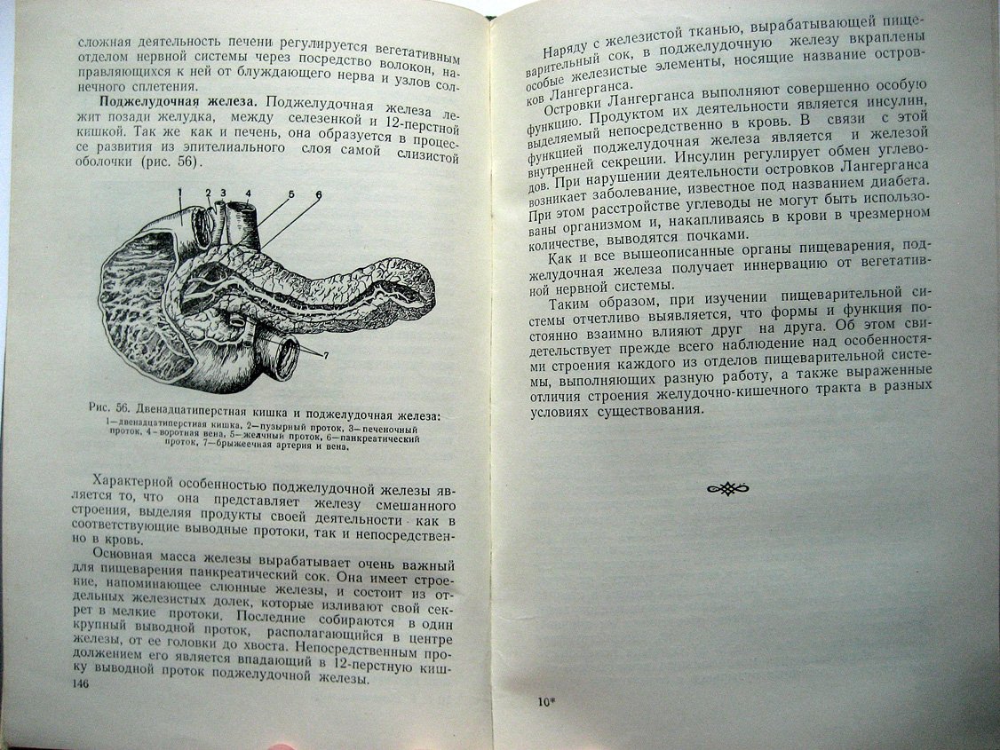 Ковешникова А., Клебанова Е., Яковлева Е. Очерки по функциональной анатомии человека.