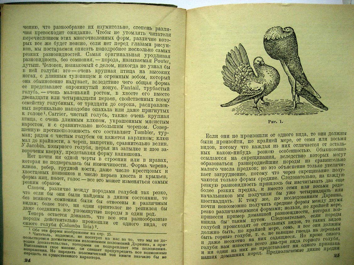 Тимирязев К. Краткий очерк теории Дарвина.