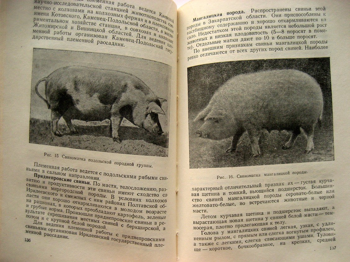 Племенная работа на фермах продуктивного скота.