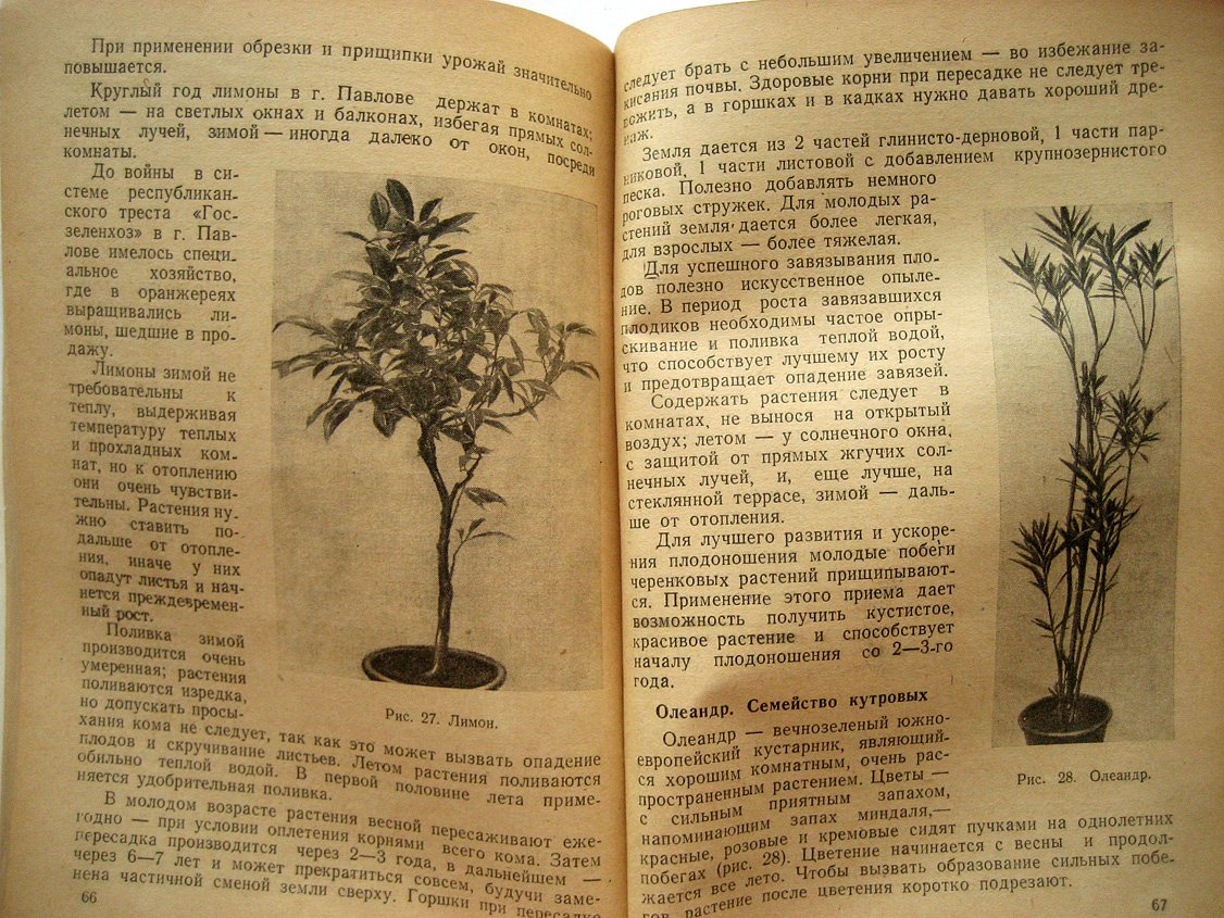 Антонова А. Комнатное цветоводство.