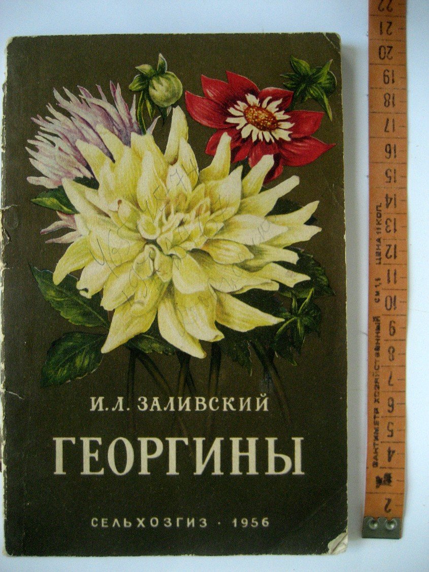 Заливский И. Георгины.