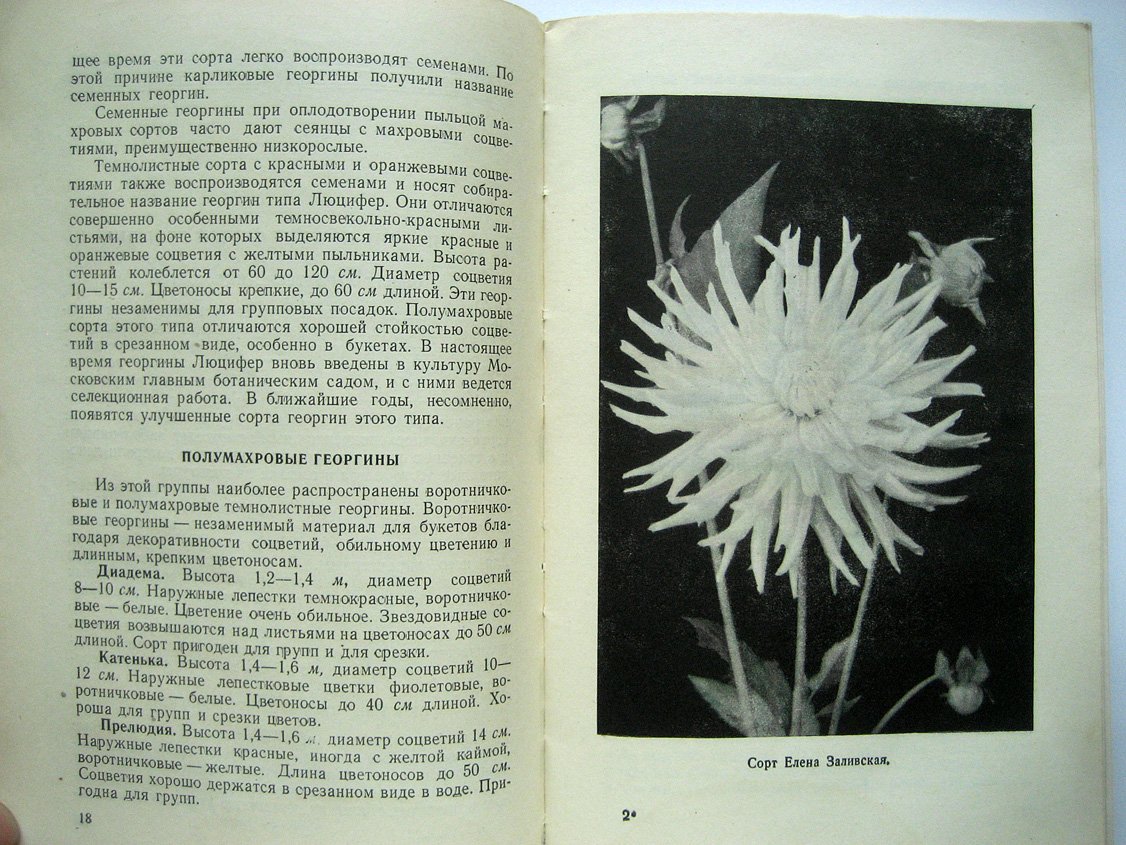 Заливский И. Георгины.
