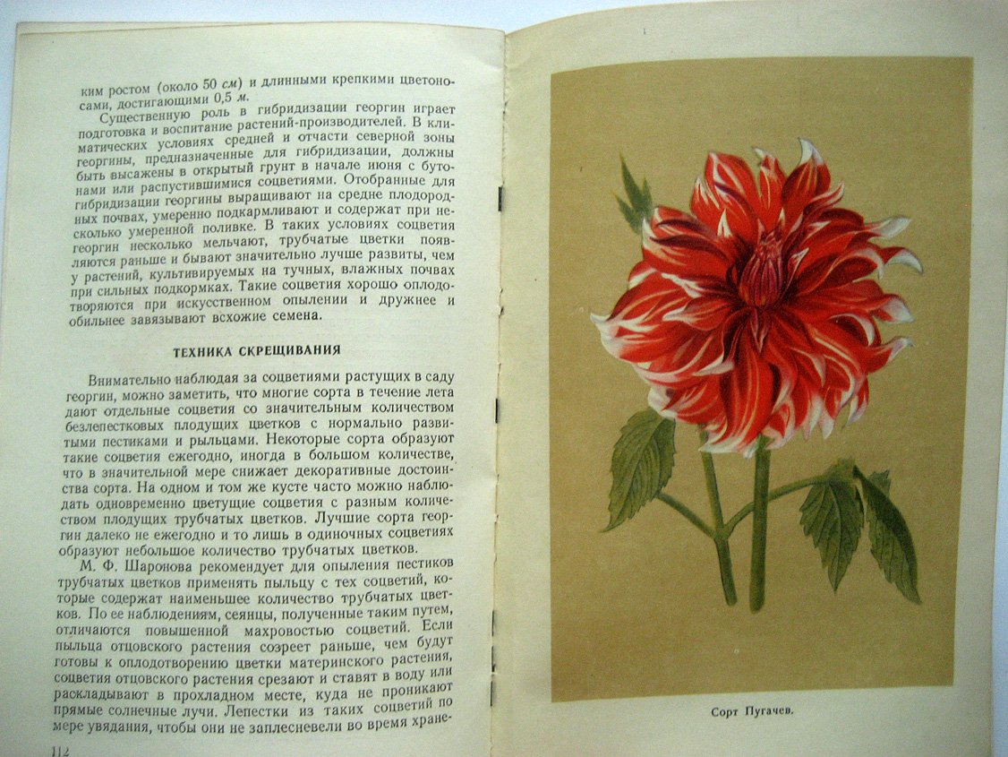 Заливский И. Георгины.