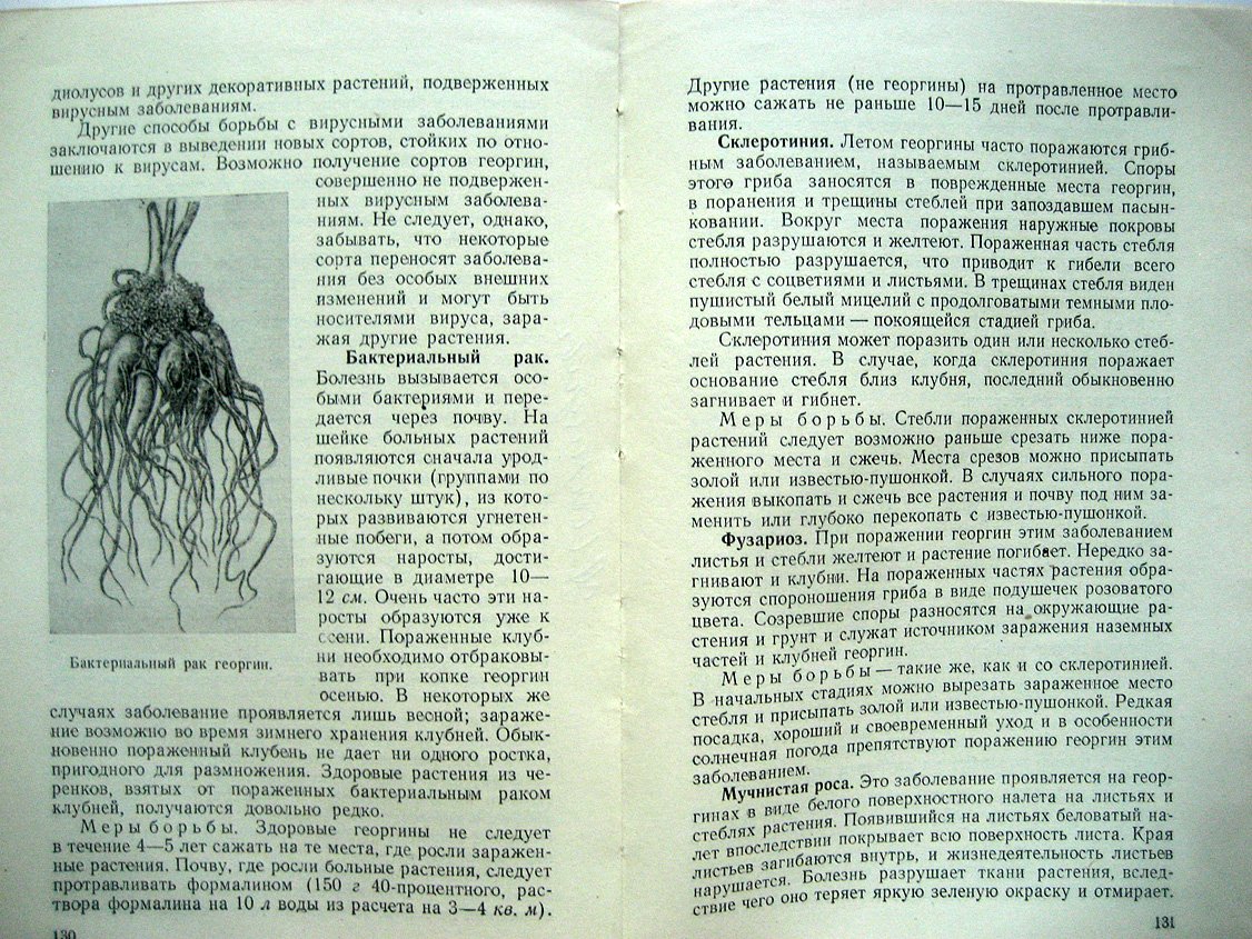Заливский И. Георгины.